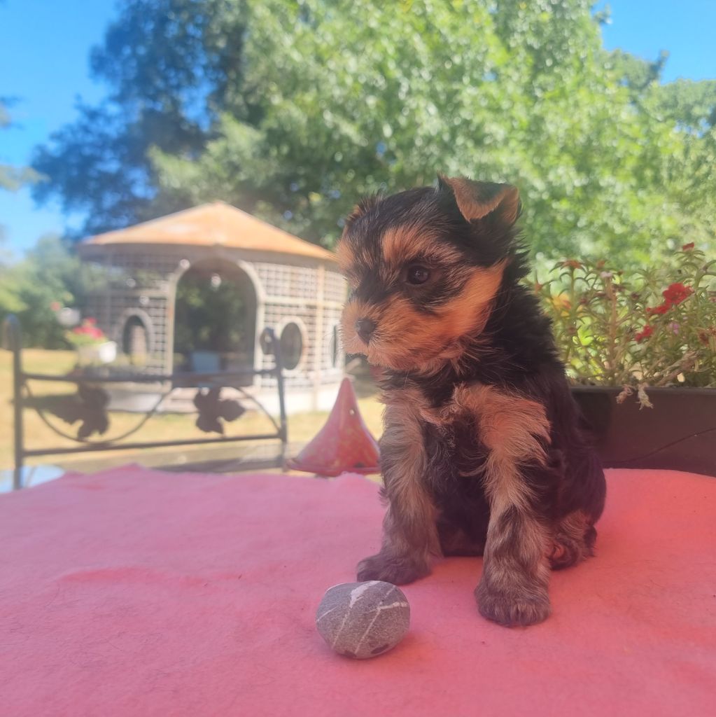 Florence Borie - Chiots disponibles - Yorkshire Terrier