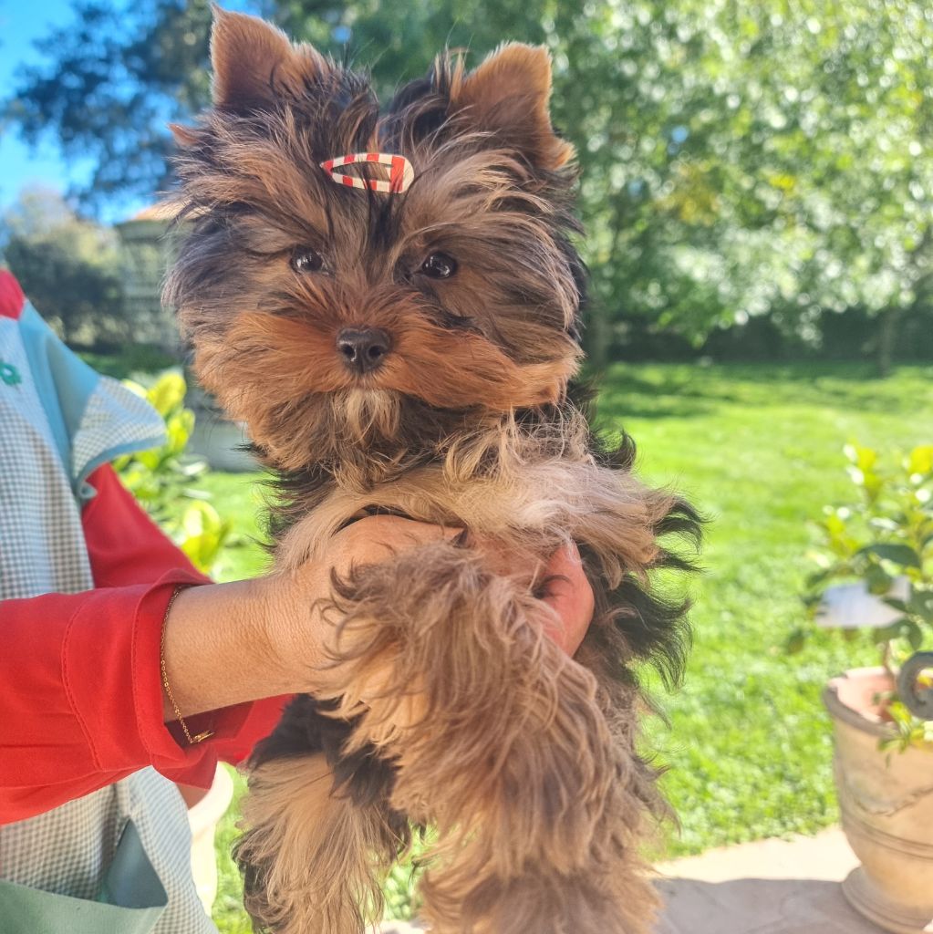Florence Borie - Yorkshire Terrier - Portée née le 02/06/2025